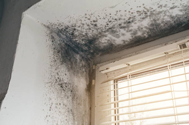 Affordable Mold Cleanup solutions in Oakland, MD